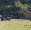 079 LOANGO 2 Tassi le Bungalow Principal Mammifere Proboscidea Elephants Loxodonta africana cyclotis en Troupeau 15E5K3IMG_106414awtmk.jpg