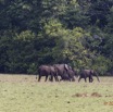 080 LOANGO 2 Tassi le Bungalow Principal Mammifere Proboscidea Elephants Loxodonta africana cyclotis en Troupeau 15E5K3IMG_106417wtmk.jpg