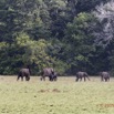 081 LOANGO 2 Tassi le Bungalow Principal Mammifere Proboscidea Elephants Loxodonta africana cyclotis en Troupeau 15E5K3IMG_106419wtmk.jpg