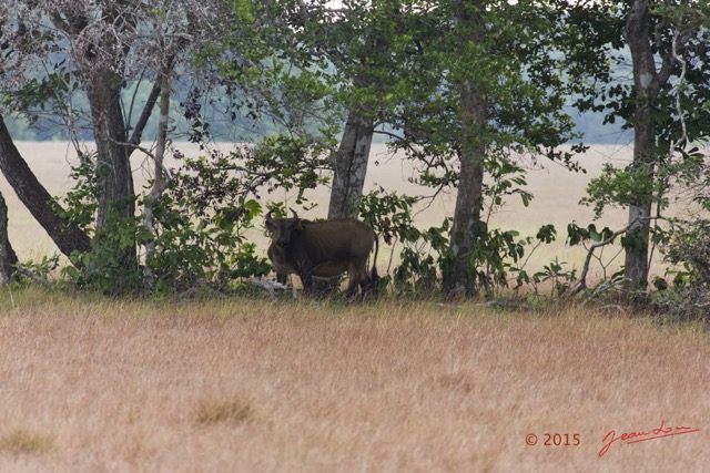 091 LOANGO 2 Tassi Savane Seche Bosquet et Buffle Syncerus caffer nanus 15E5K3IMG_106449wtmk.jpg