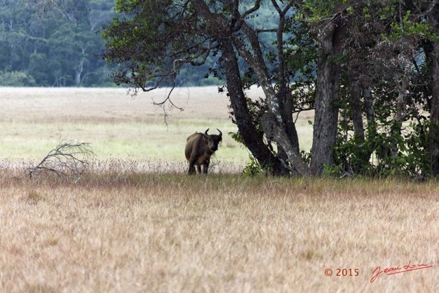 093 LOANGO 2 Tassi Savane Seche Bosquet et Buffle Syncerus caffer nanus 15E5K3IMG_106459wtmk.jpg