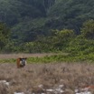 096 LOANGO 2 Tassi Savane Seche et Mammalia Artiodactyla Potamochere Potamochoerus porcus en Troupeau 15E5K3IMG_106470wtmk.jpg