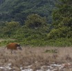 097 LOANGO 2 Tassi Savane Seche et Mammalia Artiodactyla Potamochere Potamochoerus porcus en Troupeau 15E5K3IMG_106472wtmk.jpg