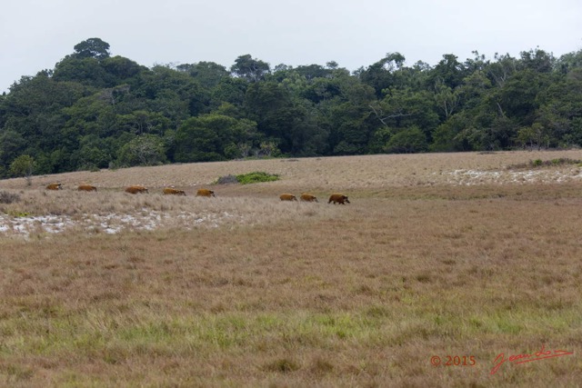 099 LOANGO 2 Tassi Savane Seche et Mammalia Artiodactyla Potamochere Potamochoerus porcus en Troupeau 15E5K3IMG_106482wtmk.jpg