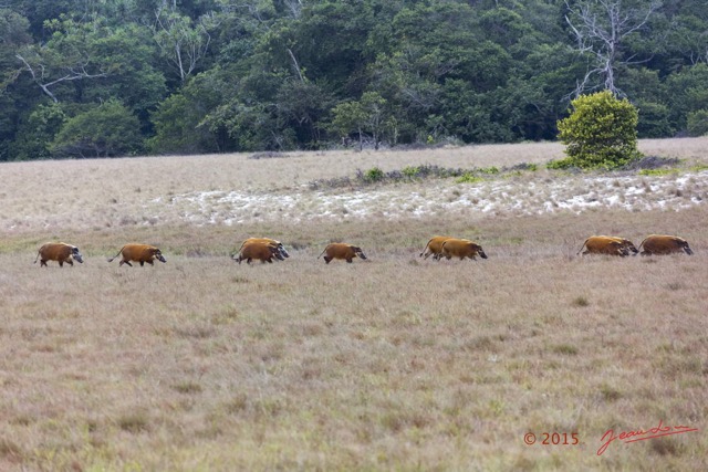 100 LOANGO 2 Tassi Savane Seche et Mammalia Artiodactyla Potamochere Potamochoerus porcus en Troupeau 15E5K3IMG_106486wtmk.jpg