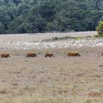 100 LOANGO 2 Tassi Savane Seche et Mammalia Artiodactyla Potamochere Potamochoerus porcus en Troupeau 15E5K3IMG_106486wtmk.jpg