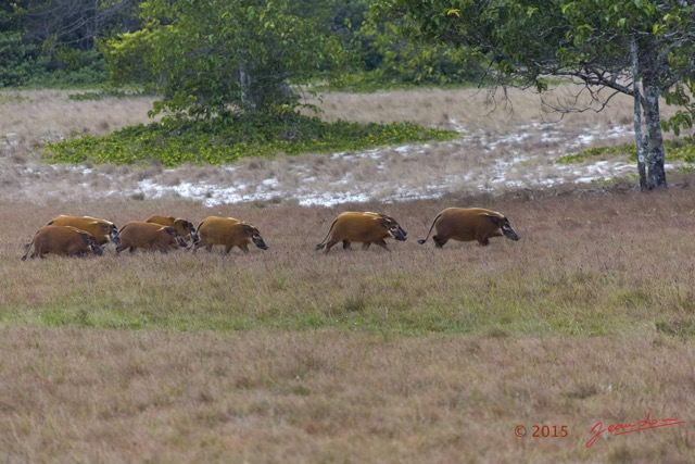 102 LOANGO 2 Tassi Savane Seche et Mammalia Artiodactyla Potamochere Potamochoerus porcus en Troupeau 15E5K3IMG_106491wtmk.jpg