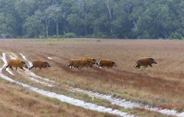 107 LOANGO 2 Tassi Savane Seche et Mammalia Artiodactyla Potamochere Potamochoerus porcus en Troupeau 15E5K3IMG_106499wtmk.jpg