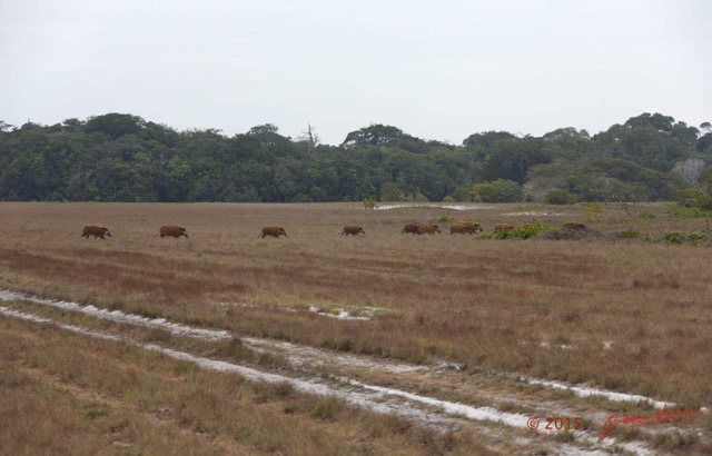 108 LOANGO 2 Tassi Savane Seche et Mammalia Artiodactyla Potamochere Potamochoerus porcus en Troupeau 15E5K3IMG_106503wtmk.jpg