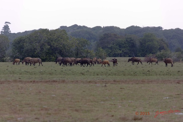 116 LOANGO 2 Tassi Savane Seche et Buffles Syncerus caffer nanus en Troupeau le Soir 15E5K3IMG_106530wtmk.jpg