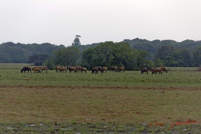 117 LOANGO 2 Tassi Savane Seche et Buffles Syncerus caffer nanus en Troupeau le Soir 15E5K3IMG_106536wtmk.jpg