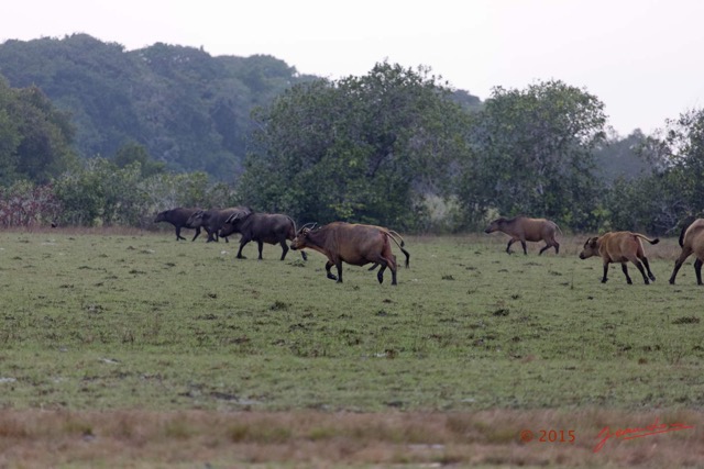 118 LOANGO 2 Tassi Savane Seche et Buffles Syncerus caffer nanus en Troupeau le Soir 15E5K3IMG_106538wtmk.jpg