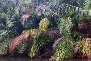 LOANGO-2-Akaka-Riviere-Rembo-Ngove-Nord-Retour-Arecaceae-Palmier-Raphia-regalis-15E5K3IMG_107906wtmk-web