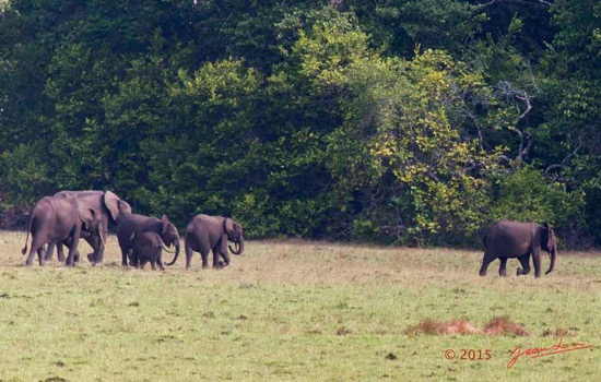 LOANGO-2-Tassi-le-Bungalow-Principal-Mammifere-Proboscidea-Elephants-Loxodonta-africana-cyclotis-en-Troupeau-15E5K3IMG_106414awtmk-Web