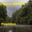 043 Titre Photos Mpivie Reptiles-01.jpg