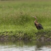 121 LOANGO Inyoungou Oiseau Heron Goliath Ardea goliath 12E5K2IMG_79162wtmk.jpg