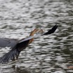 126 LOANGO Inyoungou Oiseau Anhinga Afrique Anhinga rufa avec Poisson dans le Bec 12E5K2IMG_79181wtmk.jpg