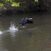 132 LOANGO Inyoungou Oiseau Anhinga Afrique Anhinga rufa avec Poisson dans le Bec en Vol 12E5K2IMG_79200wtmk.jpg