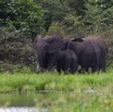 137 LOANGO Inyoungou Riviere Marecage avec Famille Elephants 12E5K2IMG_79215wtmk.jpg
