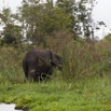 185 LOANGO Inyoungou Riviere Berge avec Elephant dans les Papyrus 12E5K2IMG_79357wtmk.jpg