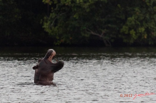 LOANGO-Inyoungou-Lagune-Ngove-Hippopotame-Hippopotamus-amphibius-12E5K2IMG_79531awtmk-Web