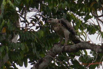 LOANGO-Inyoungou-Oiseau-Aigle-Couronne-Stephanoaetus-coronatus-Jeune-12E5K2IMG_78960wtmk-Web