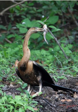 LOANGO-Inyoungou-Oiseau-Anhinga-Afrique-Anhinga-rufa-avec-Poisson-dans-le-Bec-12E5K2IMG_79194wtmk-Web