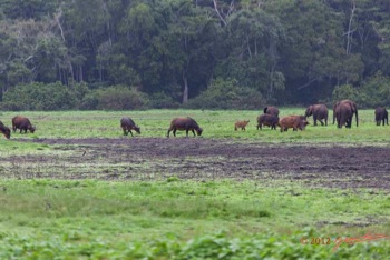 LOANGO-Inyoungou-Prairie-avec-Troupeau-Elephants-et-Buffles-12E5K2IMG_79021wtmk-Web