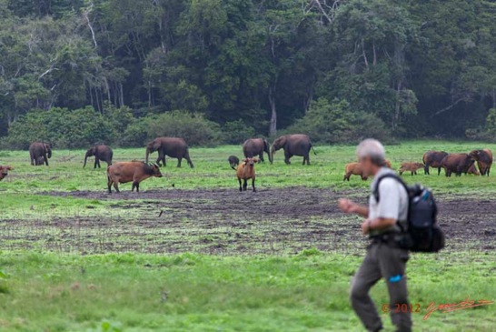 LOANGO-Inyoungou-Prairie-avec-Troupeau-Elephants-et-Buffles-et-JLA-12E5K2IMG_79031wtmk-Web