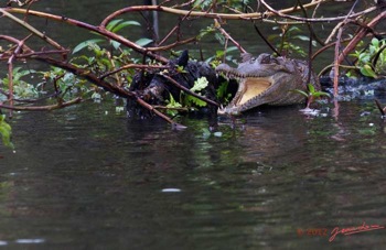 LOANGO-Inyoungou-Riviere-Reptile-Faux-Gavial-Crocodylus-cataphractus-12E5K2IMG_79372wtmk-Web