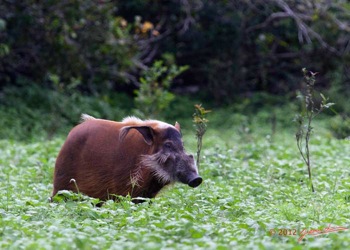 LOANGO-Inyoungou-Troupeau-de-Potamocheres-Potamochoerus-porcus-Male-Dominant-12E5K2IMG_78979wtmk-Web