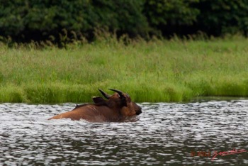 LOANGO-Riviere-Rembo-Ngove-Buffle-Syncerus-caffer-nanus-Nageant-12E5K2IMG_78920awtmk-Web