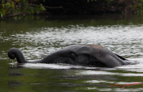 LOANGO-Riviere-Rembo-Ngove-Elephant-Loxodonta-africana-cyclotis-Nageant-12E5K2IMG_78937awtmk-Web