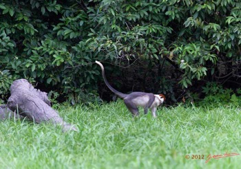 LOANGO-Riviere-Rembo-Ngove-Primate-Cercopithecus-torquatus-12E5K2IMG_78801wtmk-Web