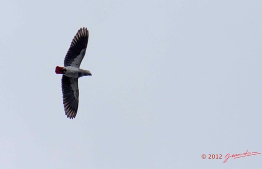 LOANGO-Fleuve-Ogooue-Oiseau-Perroquet-Gris-Psittacus-erithacus-12E5K2IMG_76949wtmk-Web