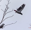 020 LOANGO Nord Oiseau Perroquet Jaco Psittacus erithacus 12E5K2IMG_77438wtmk.jpg