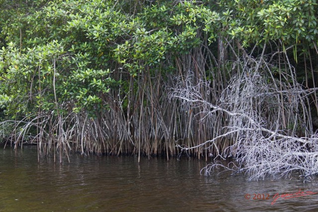 025 LOANGO Nord la Lagune Ngove Mangrove Arbre Paletuvier Rouge Rhizophora sp 12E5K2IMG_77477wtmk.jpg
