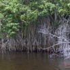 025 LOANGO Nord la Lagune Ngove Mangrove Arbre Paletuvier Rouge Rhizophora sp 12E5K2IMG_77477wtmk.jpg
