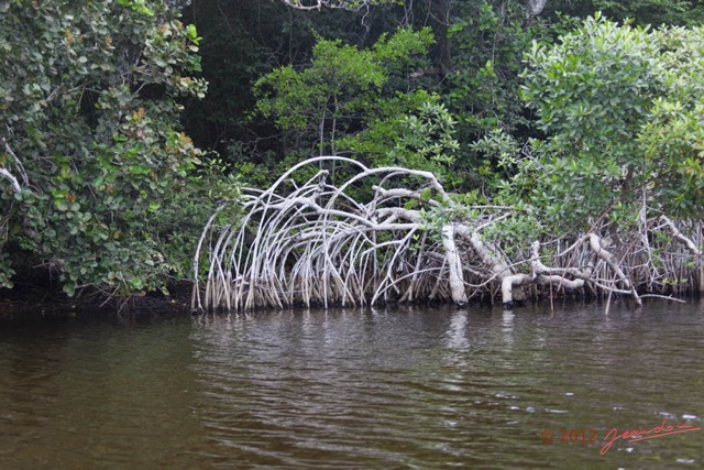 026 LOANGO Nord la Lagune Ngove Mangrove Arbre Paletuvier Rouge Rhizophora sp 12E5K2IMG_77478wtmk.jpg