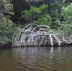 026 LOANGO Nord la Lagune Ngove Mangrove Arbre Paletuvier Rouge Rhizophora sp 12E5K2IMG_77478wtmk.jpg
