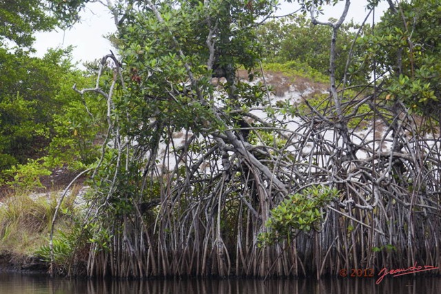 027 LOANGO Nord la Lagune Ngove Mangrove Arbre Paletuvier Rouge Rhizophora sp 12E5K2IMG_77480wtmk.jpg