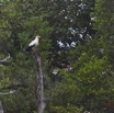 030 LOANGO Nord la Lagune Ngove Oiseau Palmiste Africain Gypohierax angolensis 12E5K2IMG_77487wtmk.jpg