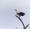032 LOANGO Nord la Lagune Ngove Oiseau Palmiste Africain Gypohierax angolensis 12E5K2IMG_77499wtmk.jpg