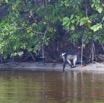 036 LOANGO Nord la Lagune Ngove Primate Cercocebe a Collier Cercocebus torquatus 12E5K2IMG_77506wtmk.jpg