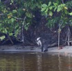 037 LOANGO Nord la Lagune Ngove Primate Cercocebe a Collier Cercocebus torquatus 12E5K2IMG_77508wtmk.jpg