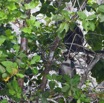040 LOANGO Nord la Lagune Ngove Primate Cercocebe a Collier Cercocebus torquatus 12E5K2IMG_77515wtmk.jpg