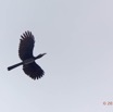 045 LOANGO Nord la Lagune Ngove Oiseau Calao Longibande Tockus fasciatus en Vol 12E5K2IMG_77523wtmk.jpg