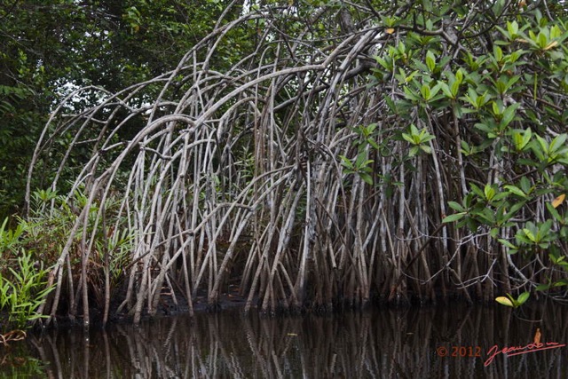 049 LOANGO Nord la Lagune Ngove Mangrove Arbre Paletuvier Rouge Rhizophora sp 12E5K2IMG_77537wtmk.jpg