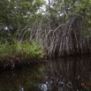050 LOANGO Nord la Lagune Ngove Mangrove Arbre Paletuvier Rouge Rhizophora sp 12E5K2IMG_77538wtmk.jpg