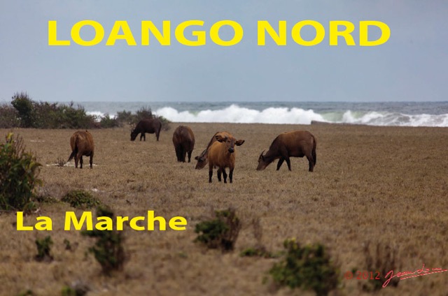 051 Titre Photos Loango Nord la Marche-01.jpg